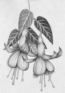 PENCIL SHADING KALAMANDIR